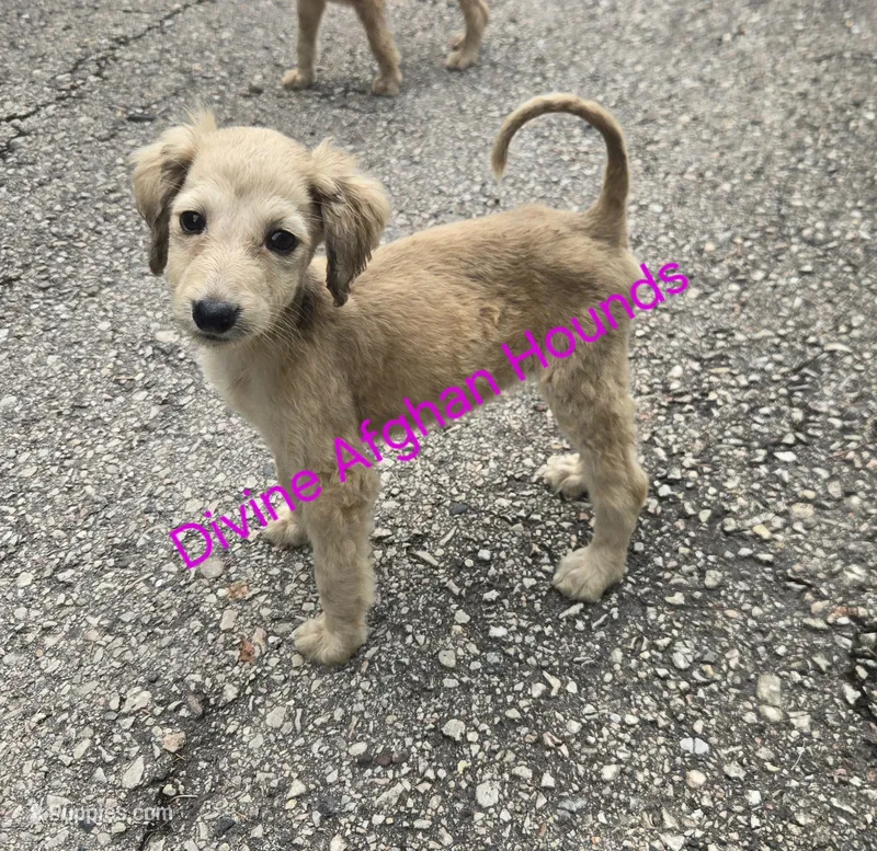 Brittany – Afghan Hound puppy for sale in Shawano, WI