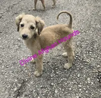 Brittany, a female Afghan Hound for sale in Shawano, WI – 1 of 2