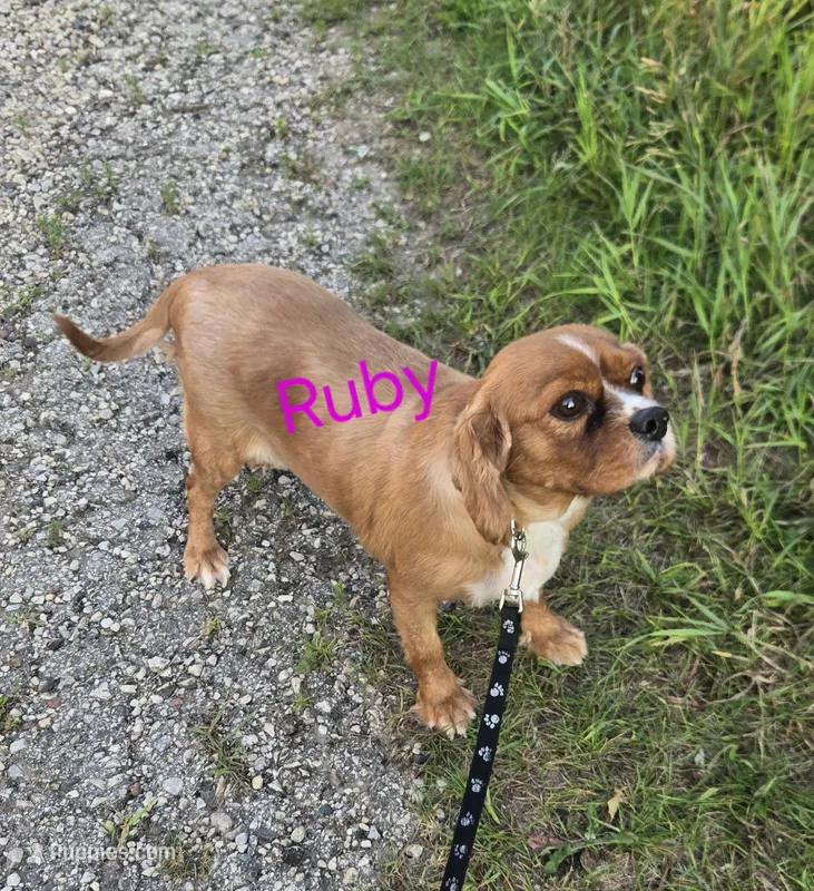 Ruby – Cavalier King Charles Spaniel puppy for sale in Shawano, WI