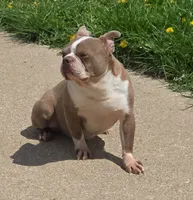 Mitch, a male Boston Terrier for sale in Shawano, WI – 3 of 3