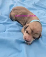 Baby, a male Afghan Hound for sale in Shawano, WI – 2 of 3