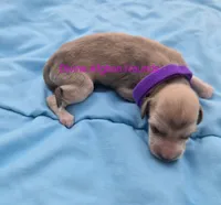 Brittany, a female Afghan Hound for sale in Shawano, WI – 2 of 2