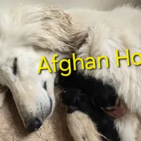 Fritz, a male Afghan Hound for sale in Shawano, WI – Photo 2 of 2