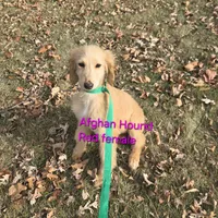 Anna, a female Afghan Hound for sale in Shawano, WI – Photo 4 of 9