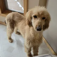 Anna, a female Afghan Hound for sale in Shawano, WI – Photo 1 of 9