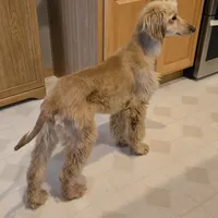 Anna, a female Afghan Hound for sale in Shawano, WI – Photo 2 of 9