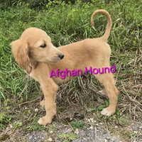 Anna, a female Afghan Hound for sale in Shawano, WI – Photo 5 of 9