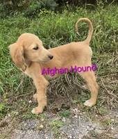 processed/90ed18cf-1eac-474b-8d94-16dfb45fb331/listing/d452d938-8d4a-447f-95ab-beca058f8f41/7bb98205-dce3-4010-9459-c01e0b3b4184