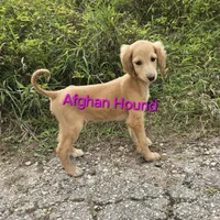 Anna, a female Afghan Hound for sale in Shawano, WI – Photo 7 of 9