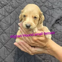 Anna, a female Afghan Hound for sale in Shawano, WI – Photo 6 of 9
