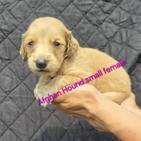 Anna, a female Afghan Hound for sale in Shawano, WI – Photo 9 of 9