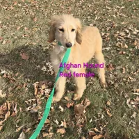 Anna, a female Afghan Hound for sale in Shawano, WI – Photo 3 of 9