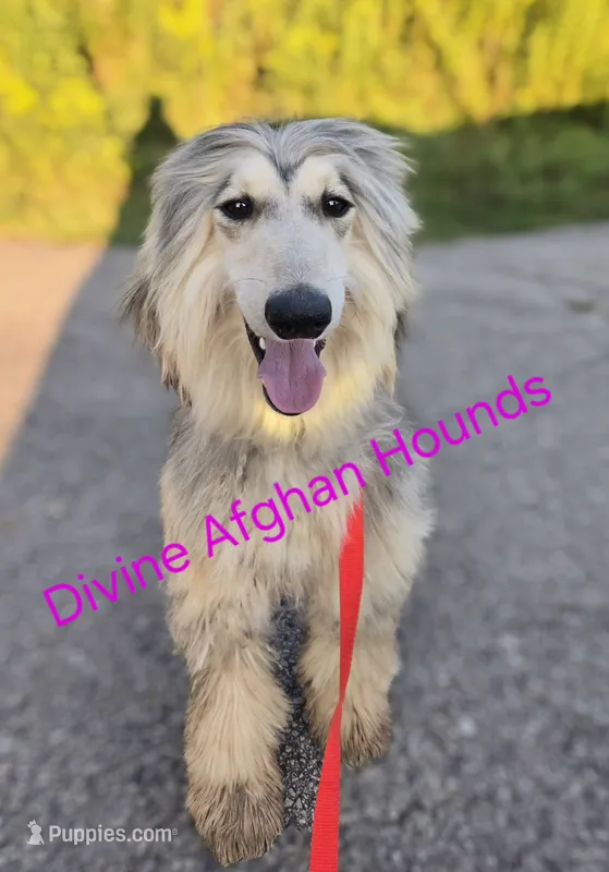 Fritz – Afghan Hound puppy for sale in Shawano, WI