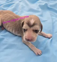 Blake, a male Afghan Hound for sale in Shawano, WI – 2 of 2