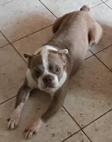 Mitch, a male Boston Terrier for sale in Shawano, WI – 2 of 3