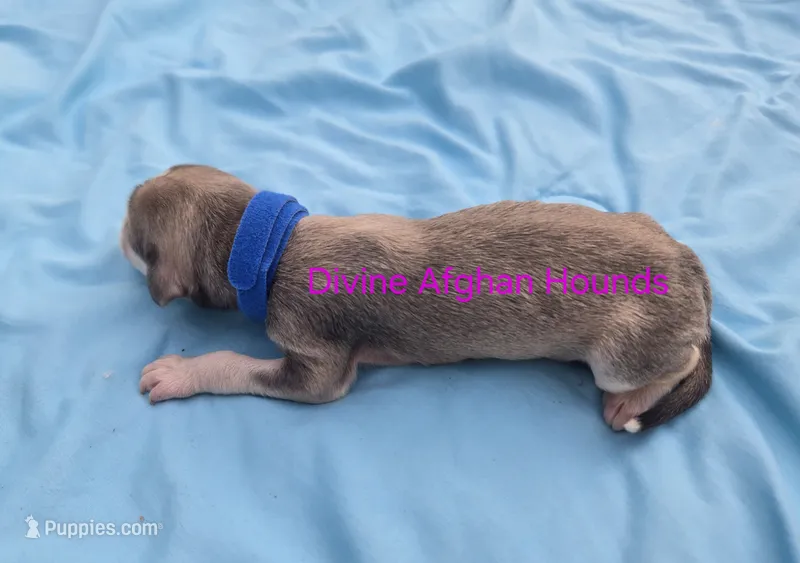 Brett – Afghan Hound puppy for sale in Shawano, WI