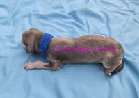 Brett, a male Afghan Hound for sale in Shawano, WI – 1 of 2