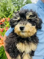 Cuddly, Playful, Snuggly and Smart!!!, a male Havapoo for sale in Shreve, OH – 4 of 10