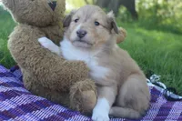 Poppy, a female Collie for sale in Shreve, OH – 1 of 9