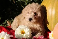 Little Pumpkin ❤️💕, a female Havapoo for sale in Shreve, OH – 6 of 10