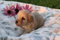 Little boy Bounce 💙💙, a male Havanese and Havapoo for sale in Shreve, OH – 3 of 3