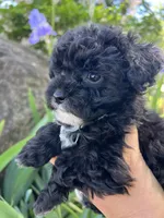 Princess, a male Havanese and Havapoo for sale in Shreve, OH – 5 of 6