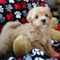 Baby Boy - Buddy 🩵💛, a male Havanese and Havapoo for sale in Shreve, OH – Photo 3 of 4