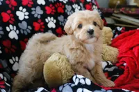 Baby Boy - Buddy 🩵💛, a male Havanese and Havapoo for sale in Shreve, OH – Photo 3 of 4