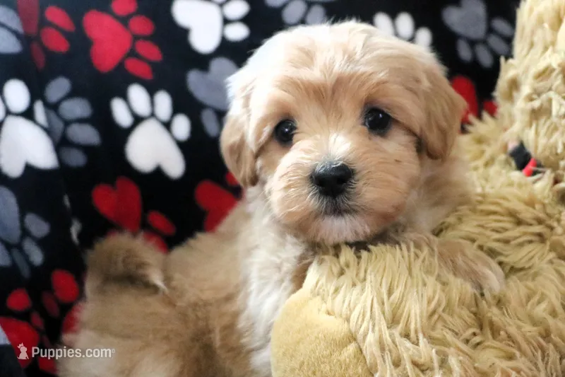 Baby Boy - Buddy 🩵💛, a male Havanese and Havapoo for sale in Shreve, OH – Photo 1 of 4