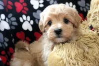 Baby Boy - Buddy 🩵💛, a male Havanese and Havapoo for sale in Shreve, OH – Photo 1 of 4