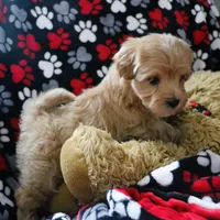 Baby Boy - Buddy 🩵💛, a male Havanese and Havapoo for sale in Shreve, OH – Photo 4 of 4