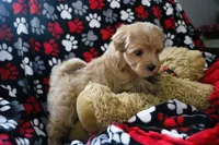 Baby Boy - Buddy 🩵💛, a male Havanese and Havapoo for sale in Shreve, OH – Photo 4 of 4