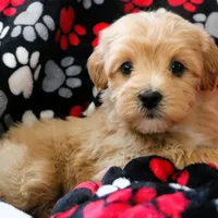 Baby Boy - Buddy 🩵💛, a male Havanese and Havapoo for sale in Shreve, OH – Photo 2 of 4