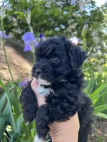 Princess, a male Havanese and Havapoo for sale in Shreve, OH – 6 of 6