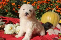 Special Little Boy 💙💙, a male Havapoo for sale in Shreve, OH – 8 of 10