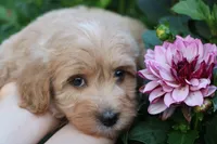 Baby Girl Belle 💞💗, a female Havapoo for sale in Shreve, OH – 2 of 7