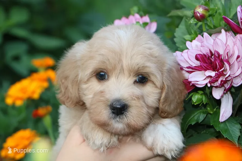 Baby Girl Belle 💞💗 – Havapoo puppy for sale in Shreve, OH