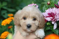 Baby Girl Belle 💞💗, a female Havapoo for sale in Shreve, OH – 1 of 7