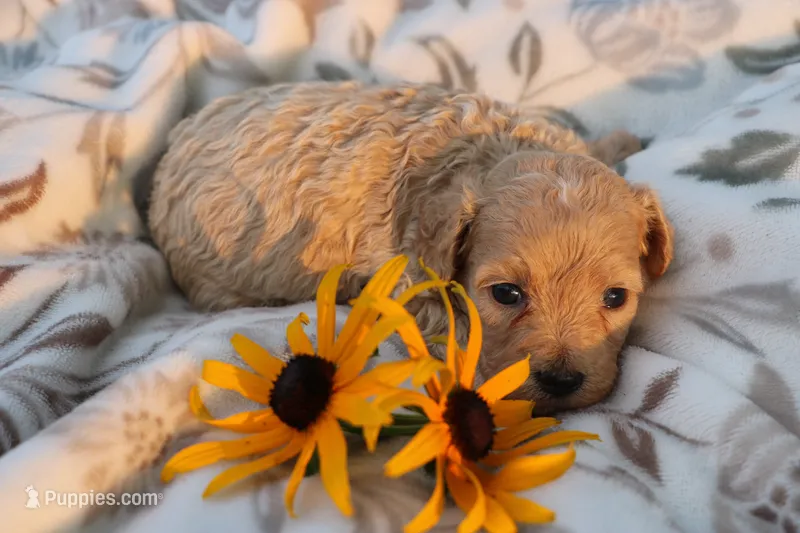 Little Buddy boy 💙💙 – Havanese, Havapoo puppy for sale in Shreve, OH