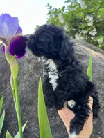 Princess, a male Havanese and Havapoo for sale in Shreve, OH – 2 of 6