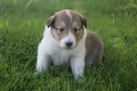 Lassie, a female Collie for sale in Shreve, OH – 3 of 10
