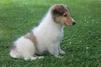 Bubbles, full of bounces and intelligence... , a male Collie for sale in Shreve, OH – 7 of 10