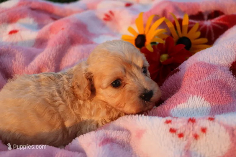 Little Sugar Baby ❤️💕 – Havanese, Havapoo puppy for sale in Shreve, OH
