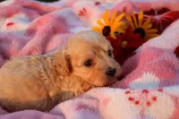 Little Sugar Baby ❤️💕, a female Havanese and Havapoo for sale in Shreve, OH – 1 of 4