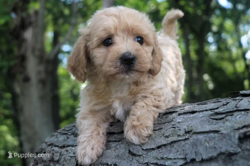 Little Buddy boy 💙💙 – Havapoo puppy for sale in Shreve, OH