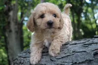Buddy - ready to go!!!!! 💙💙, a male Havapoo for sale in Shreve, OH – 3 of 10