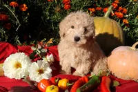 Little Pumpkin ❤️💕, a female Havapoo for sale in Shreve, OH – 3 of 10