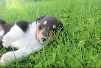 Scout, a male Collie for sale in Shreve, OH – 9 of 10