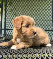 Gingerbread, a male Havanese and Havapoo for sale in Shreve, OH – 5 of 6