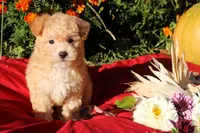 Pocket size Princess 💞💗, a female Havapoo for sale in Shreve, OH – 4 of 10